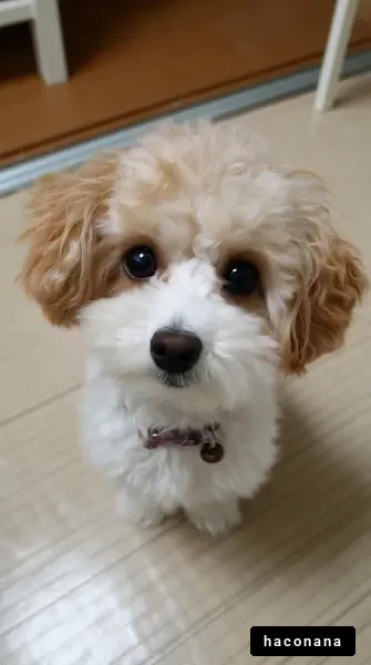 かわいい犬のポートレート