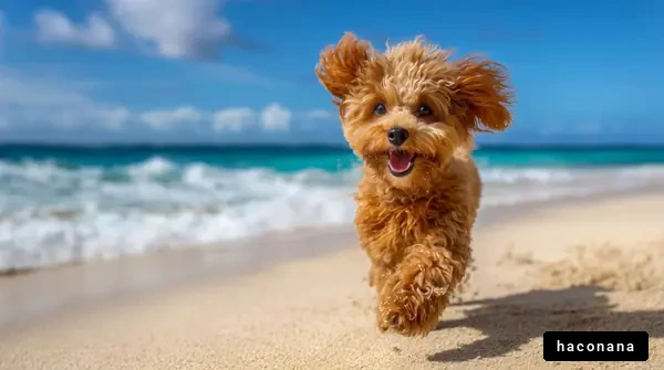 ビーチで遊ぶ犬の写真