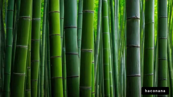 緑の竹林の景観