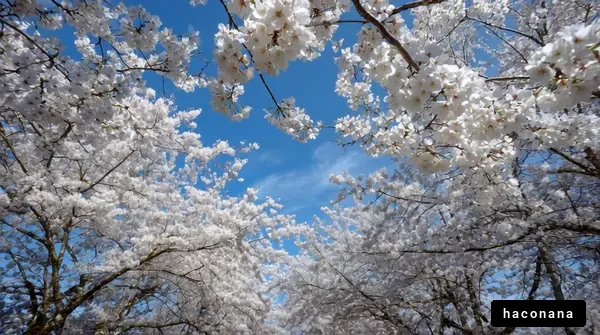 青空と桜の景色