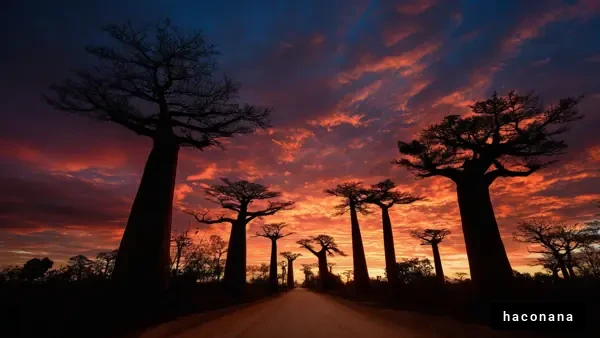 空に映えるバオバブの木々