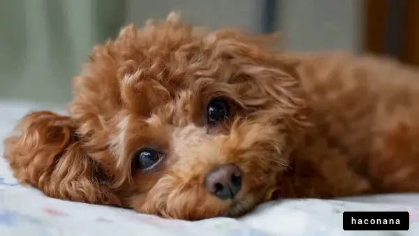 かわいい犬の横顔