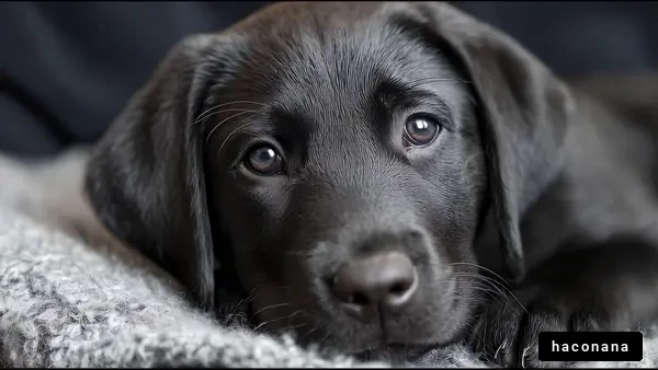 愛らしい黒い子犬のポートレート