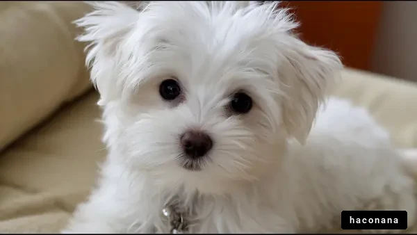 かわいい白い子犬の表情