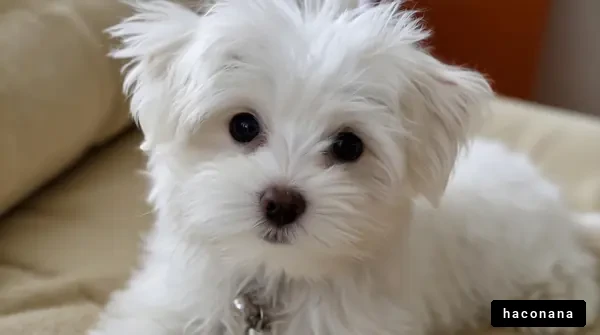 白い子犬のかわいさ