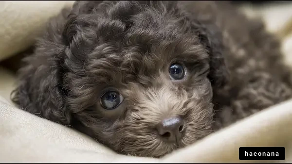 かわいい犬の子犬