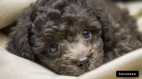 かわいい子犬のアップ